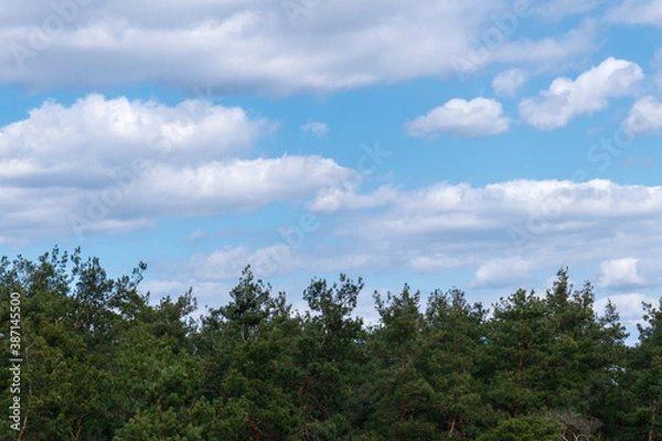 Fototapeta Cloudy blue sky with top of the forest trees. Sky and trees.