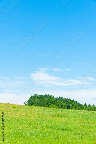 Fototapeta 草原と青空