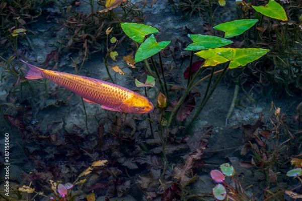 Fototapeta 鯉