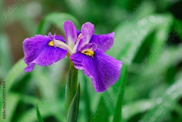 Fototapeta 花菖蒲