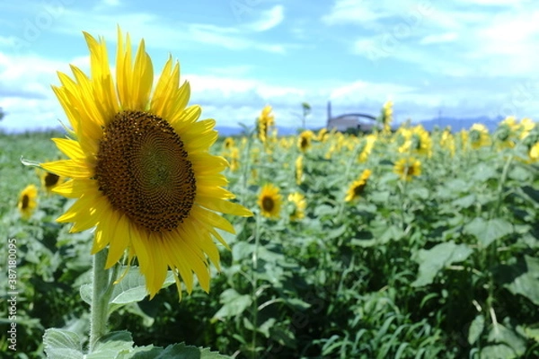 Obraz まっすぐなひまわり