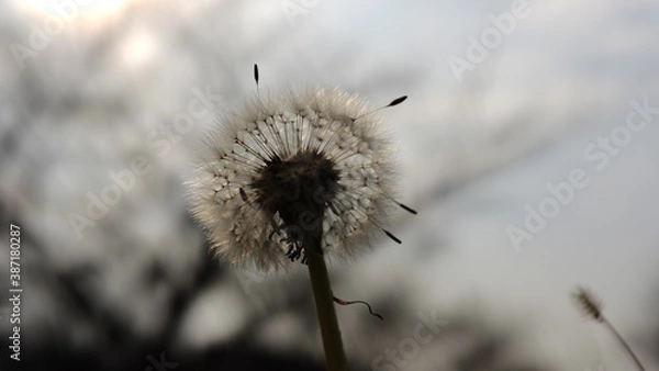 Obraz 逆光に揺れるタンポポの綿毛