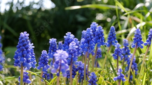 Obraz 群れて咲くムスカリ