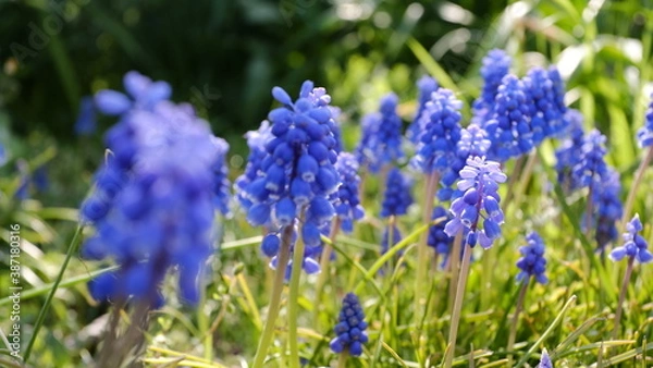 Fototapeta 群れて咲くムスカリ
