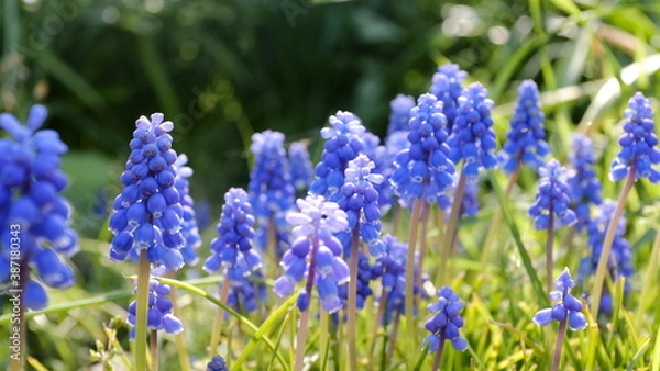 Fototapeta 群れて咲くムスカリ