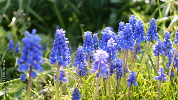 Obraz 群れて咲くムスカリ