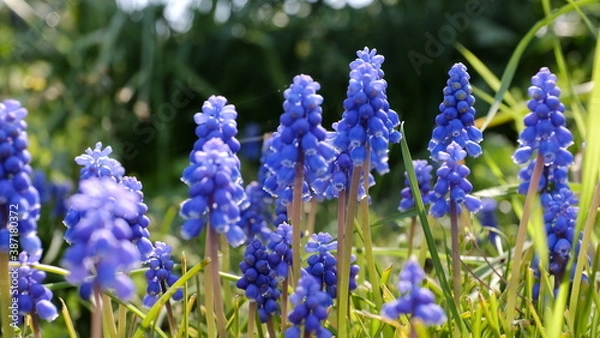 Obraz 群れて咲くムスカリ