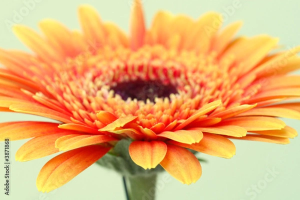 Obraz Gerber daisy
