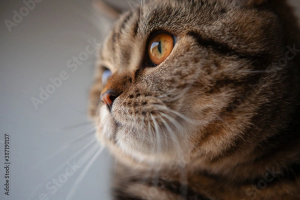 Obraz scottish straight cat portrait