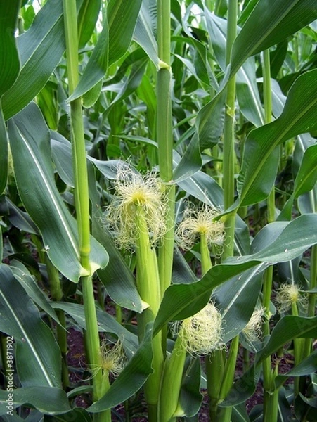 Obraz Corn