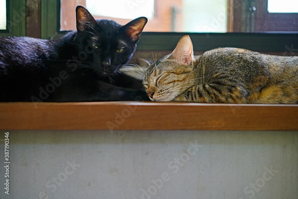Fototapeta cat on a window sill