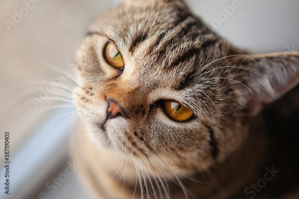 Obraz scottish straight cat portrait