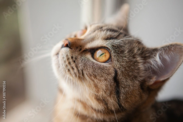 Obraz scottish straight cat portrait