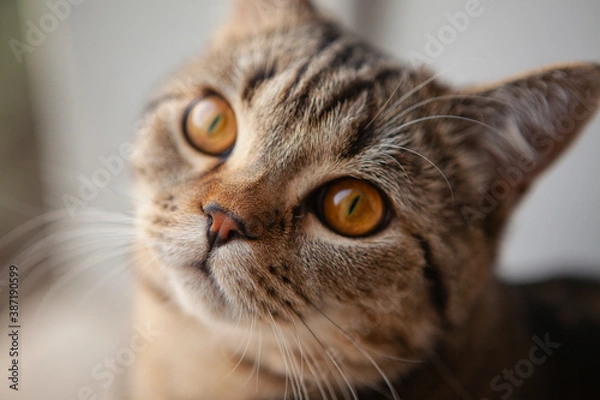 Obraz scottish straight cat portrait