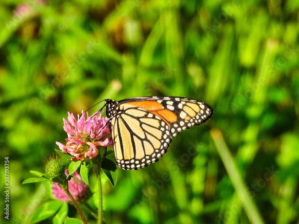 Fototapeta Monarch Butterfly Sits & Eats a Hot Pink Flower Showing Underside of Its Wing of Bright Yellow with Black Outline & White Spots & Top Side with Orange with Green Foliage in Background Closeup Macro