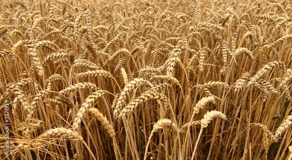 Obraz Wheat field