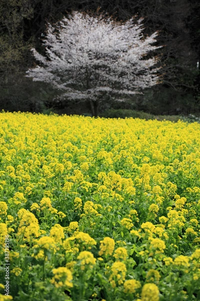 Fototapeta 菜の花と桜