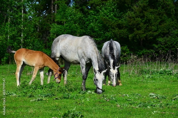 Obraz foal and mare