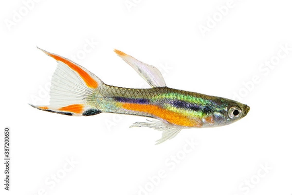 Fototapeta Endler Guppy Poecilia wingei tiny colorful tropical aquarium fish