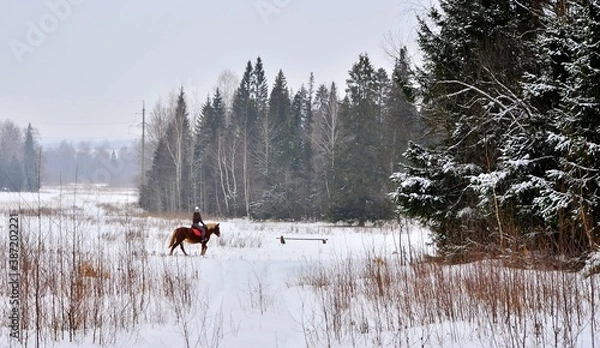 Obraz horse in winter