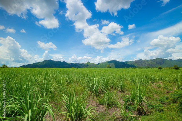 Fototapeta Beautiful view of farmland with sugar cane in the cane fields with mountain background. Nature and agriculture concept.