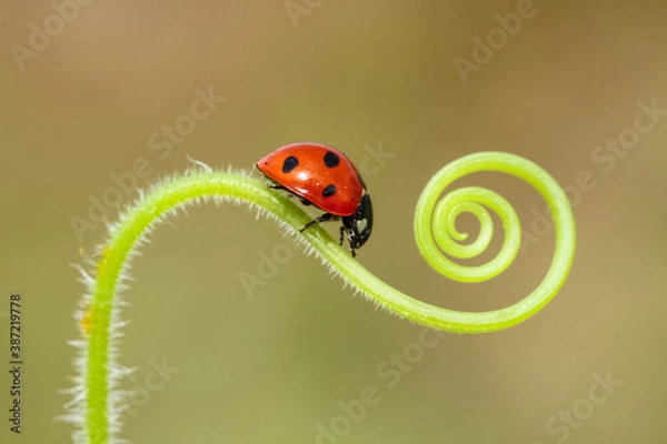 Fototapeta a little red ladybug crawling on the green grass in a spiral in the summer Sunny meadow