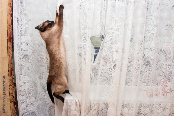 Fototapeta siamese cat hanging on a white tulle curtain, spoiling home curtains