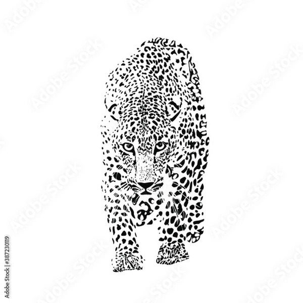 Obraz Black and white drawing of a leopard walking at you