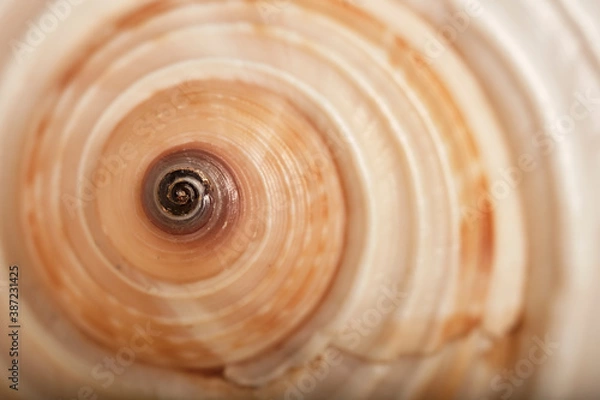 Fototapeta Abstract background, natural texture. Seashell close-up, small depth of field, selective focus.