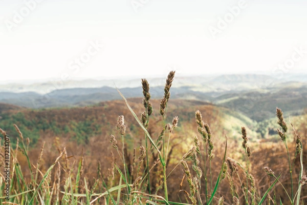 Obraz grass in the field