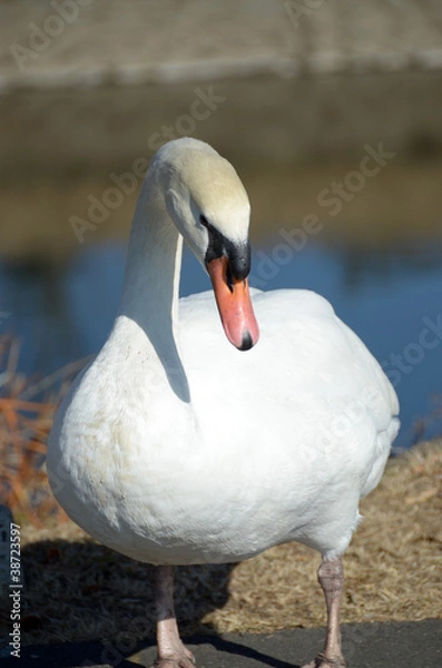 Fototapeta コブハクチョウ