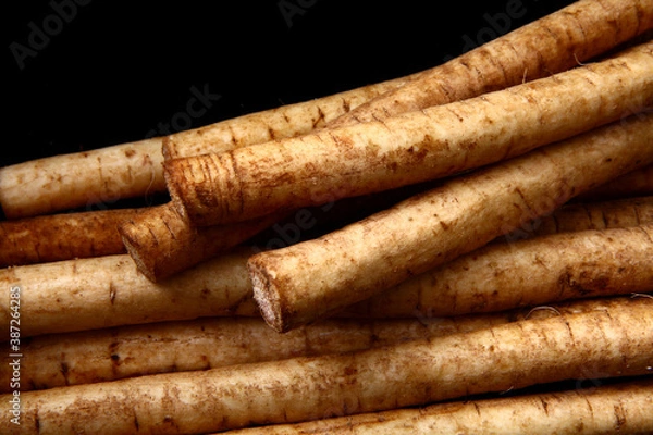 Fototapeta ゴボウ