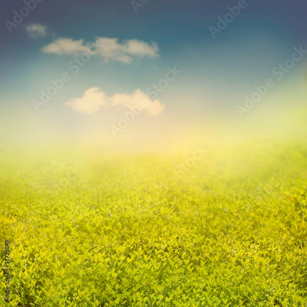 Obraz Summer or spring background