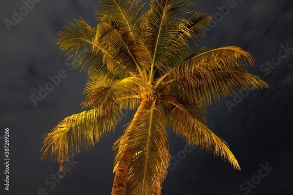 Fototapeta palm tree dream