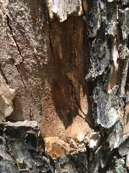 Fototapeta Tronco de árvore