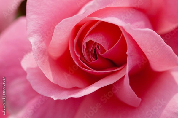 Fototapeta ピンクのバラの花