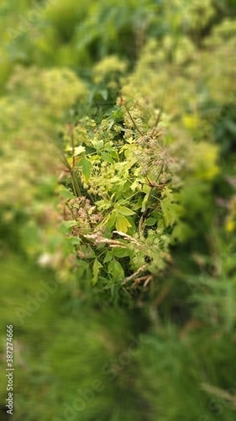 Obraz Manual Optics strzelając do kwiatów dalekiej północy latem