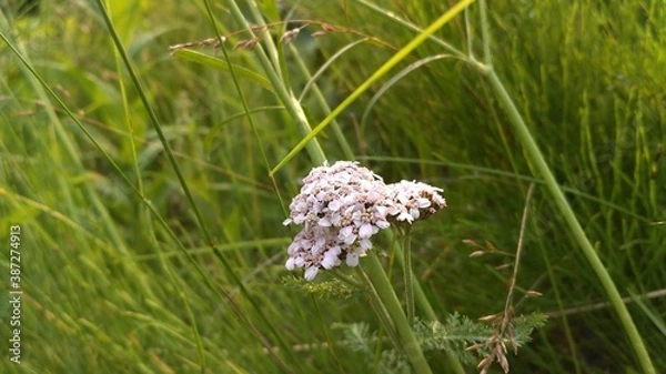Obraz manual optics shooting flowers of the far North in summer