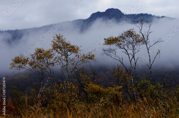 Obraz 秋の尾瀬　黄葉、黄葉に輝く湿原。目を上げれば、燧ヶ岳が、黄色や紅、緑にその雄姿を着飾っている。尾瀬ヶ原、尾瀬沼、憧れであり、心の休まるところ、時を忘れて、いつまでもこの自然の中に埋もれていたい。
