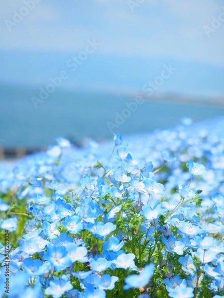 Obraz 【大阪】青が広がるネモフィラの世界／舞洲