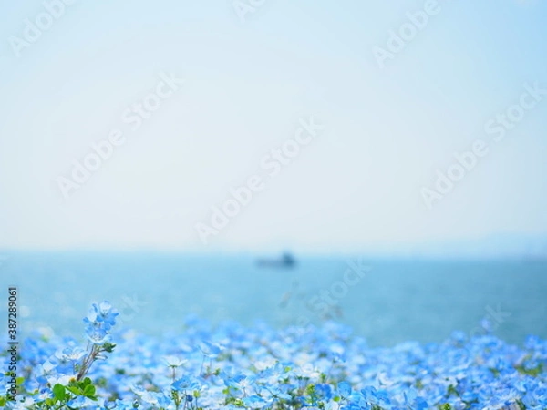 Obraz 【大阪】青が広がるネモフィラの世界／舞洲