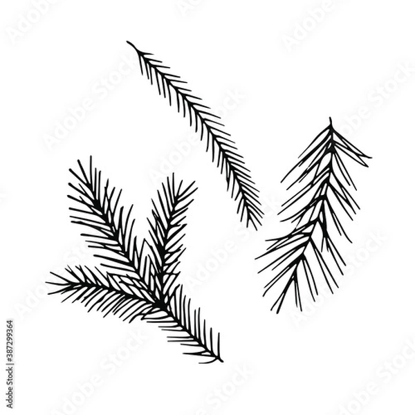 Obraz Fir-tree branches. Elements for Christmas design. Black and white vector contour drawing.