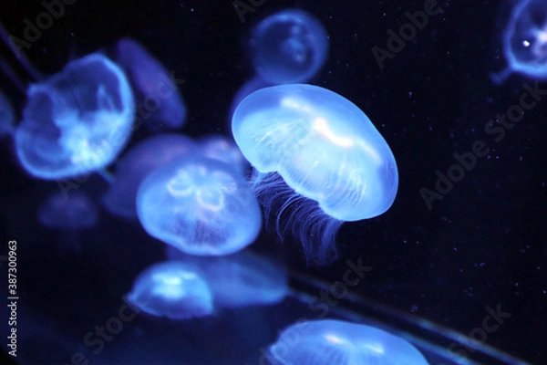 Obraz ミズクラゲ