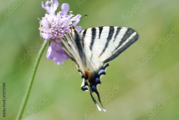 Obraz ailes finesses