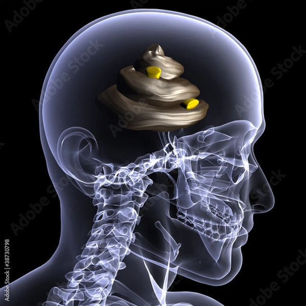 Obraz Skeleton X-Ray - Shit for Brains