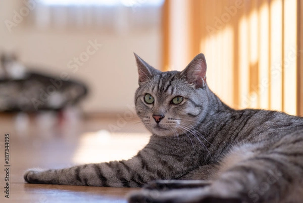 Fototapeta 可愛い猫　サバトラ猫