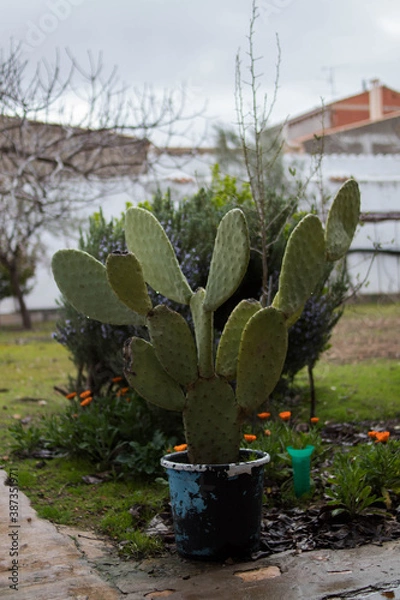 Obraz cactus