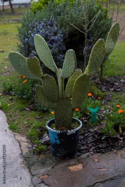 Obraz cactus