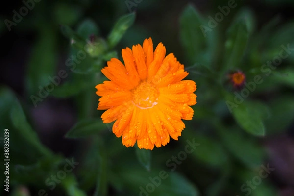 Obraz Flor naranja