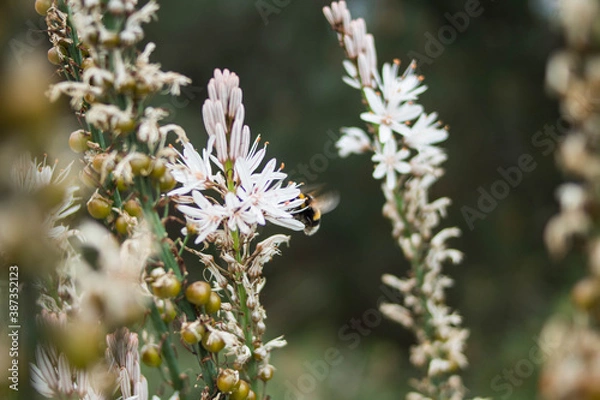 Obraz Una abeja en una flor